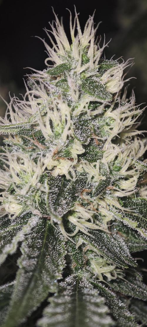 SUPER OG KUSH FAST - Pyramid Seeds. Week 11