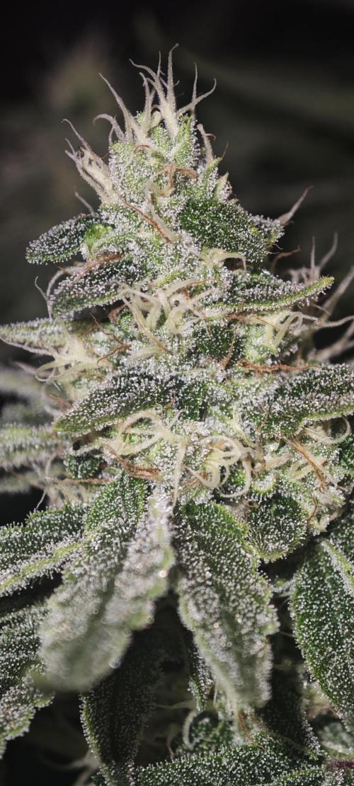 SUPER OG KUSH FAST - Pyramid Seeds. Week 11