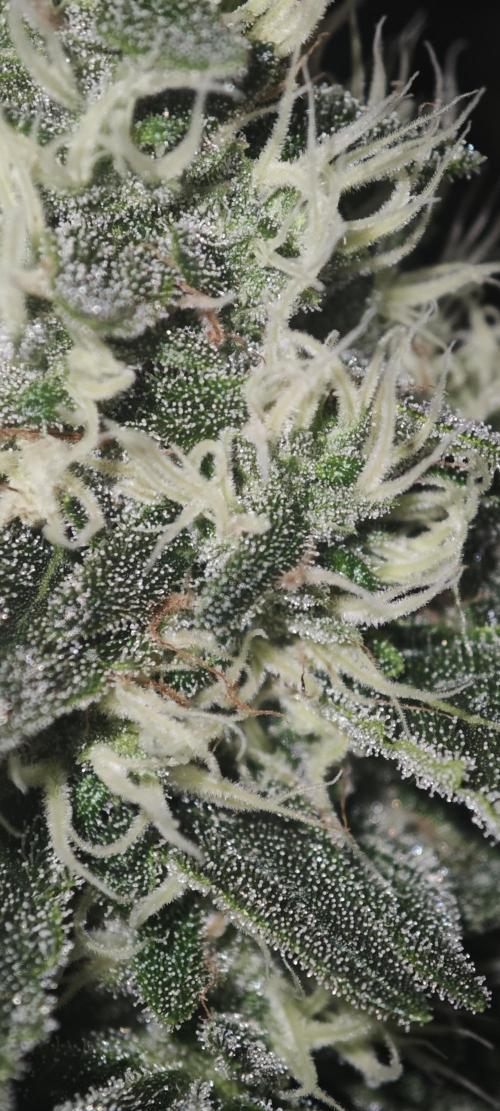 Super OG Kush Fast. Week 11