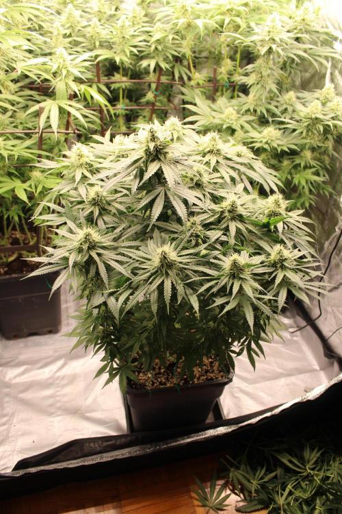 KING LOUIS GARCIA goes to Morocco :). Week 11 - They are all Kings, but this one is QUEEN :)