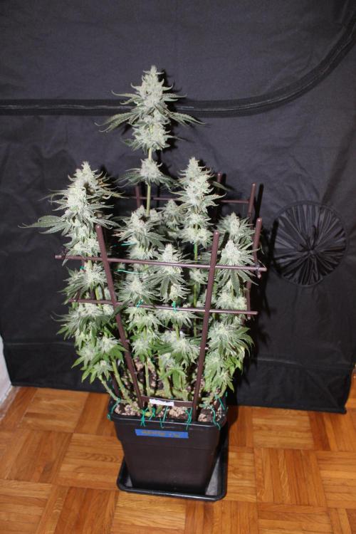 WEMBLEY X MENDOCINO Pyramid Seeds. Week 12