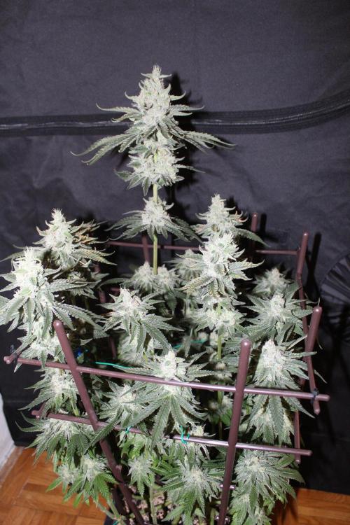 WEMBLEY X MENDOCINO Pyramid Seeds. Week 12