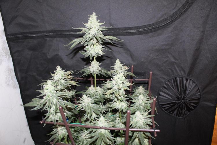 WEMBLEY X MENDOCINO Pyramid Seeds. Week 12