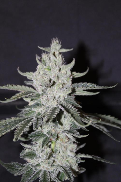WEMBLEY X MENDOCINO Pyramid Seeds. Week 12