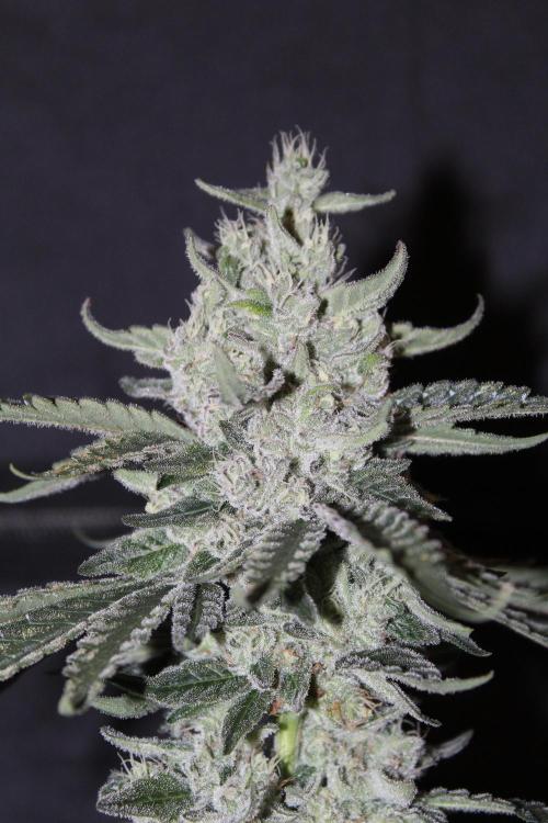 WEMBLEY X MENDOCINO Pyramid Seeds. Week 12