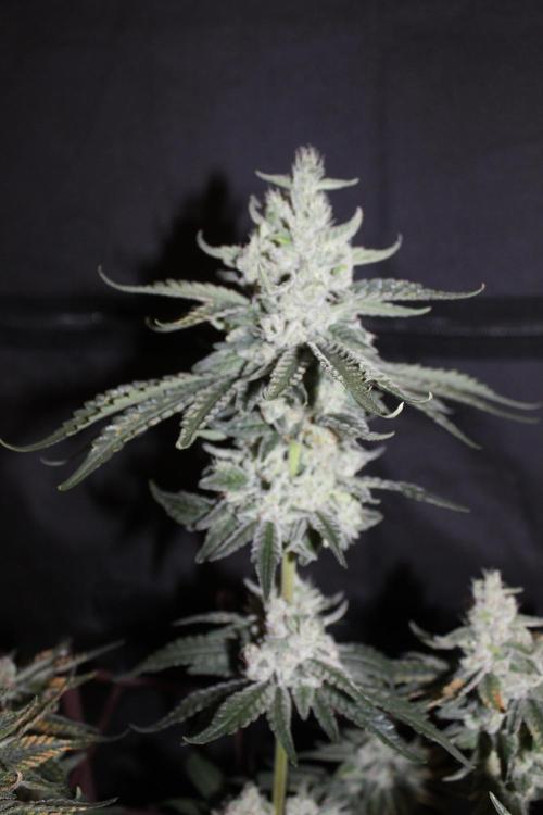 Wembley x Mendocino. Week 12