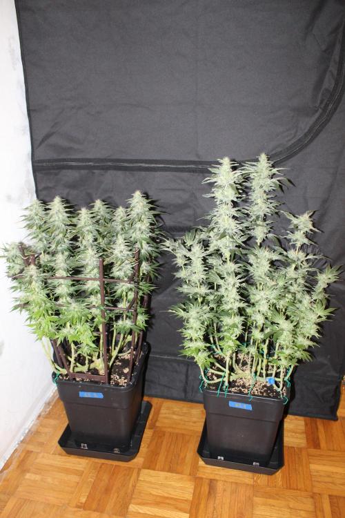GORILLA ZKITTLEZ - Barney's Farm. Week 12