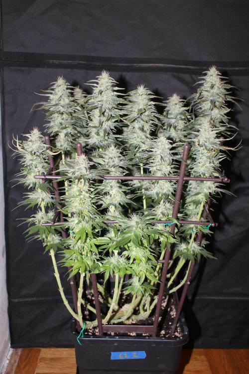 GORILLA ZKITTLEZ - Barney's Farm. Week 12