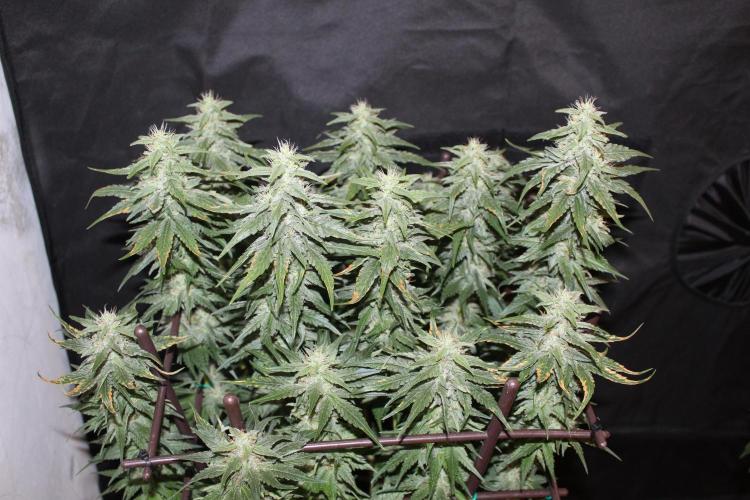 GORILLA ZKITTLEZ - Barney's Farm. Week 12