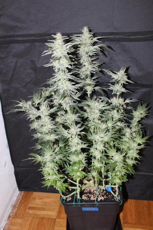 GORILLA ZKITTLEZ - Barney's Farm. Week 12