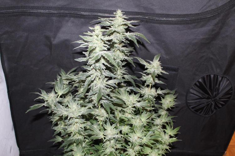 GORILLA ZKITTLEZ - Barney's Farm. Week 12