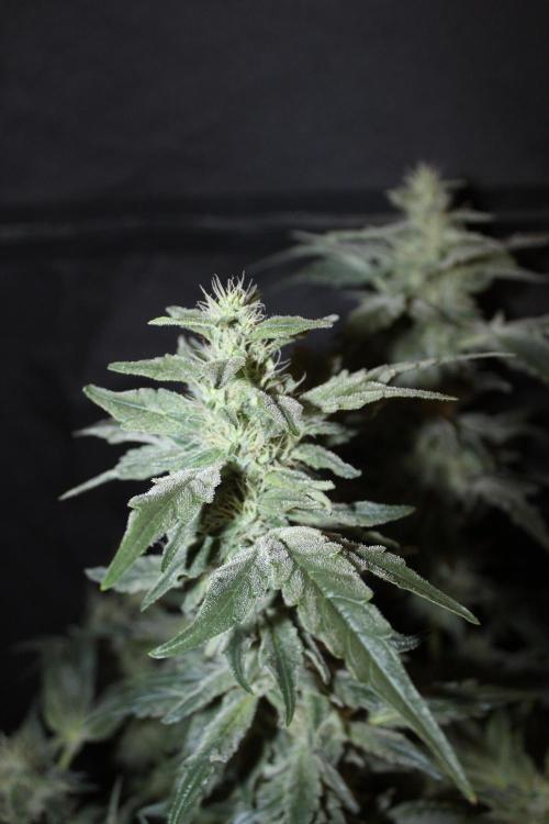 GORILLA ZKITTLEZ - Barney's Farm. Week 12