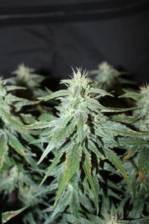 GORILLA ZKITTLEZ - Barney's Farm. Week 12