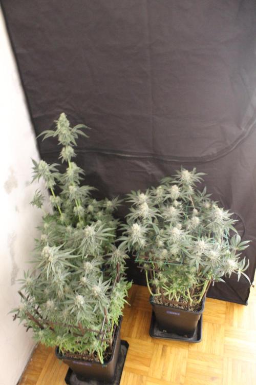 LSD - Barney's Farm. Week 12