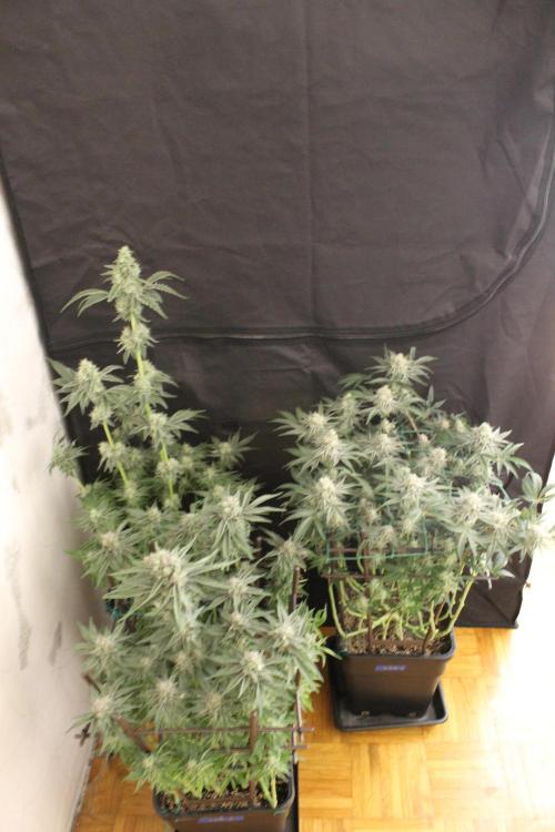 LSD - Barney's Farm. Week 12