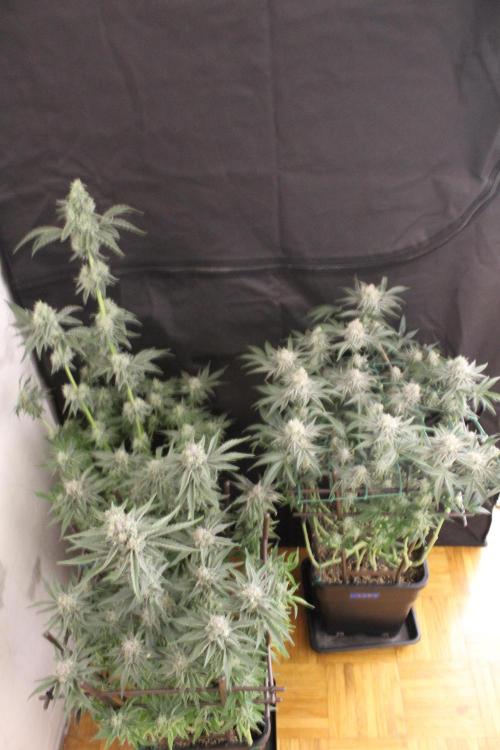 LSD - Barney's Farm. Week 12