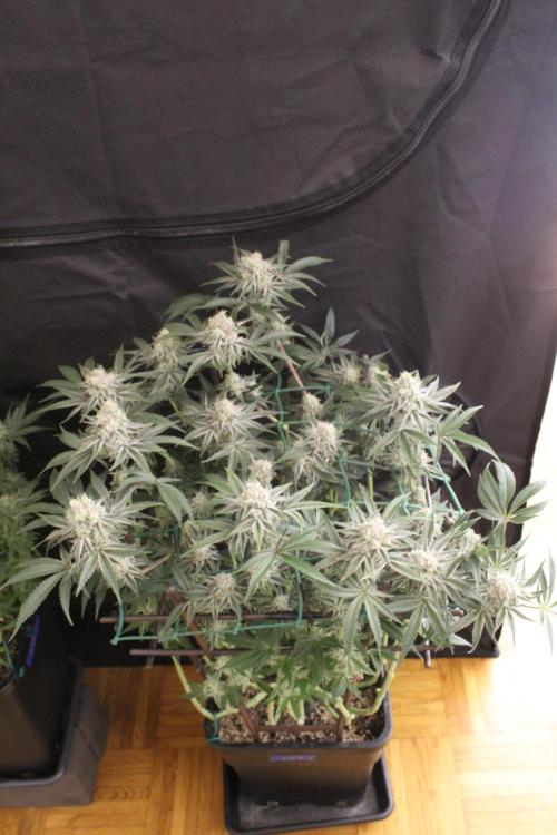 LSD - Barney's Farm. Week 12
