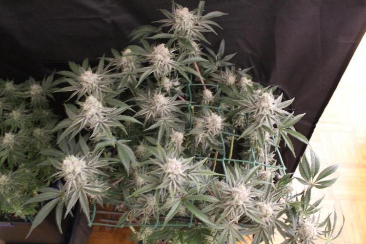 LSD - Barney's Farm. Week 12