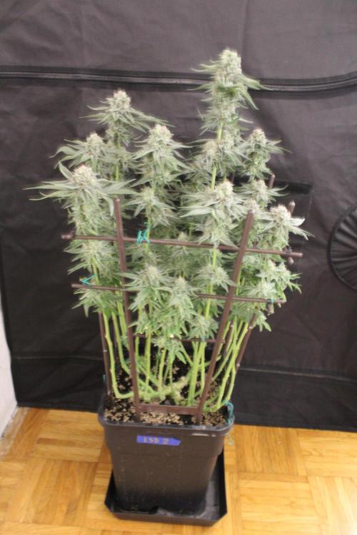 LSD - Barney's Farm. Week 12