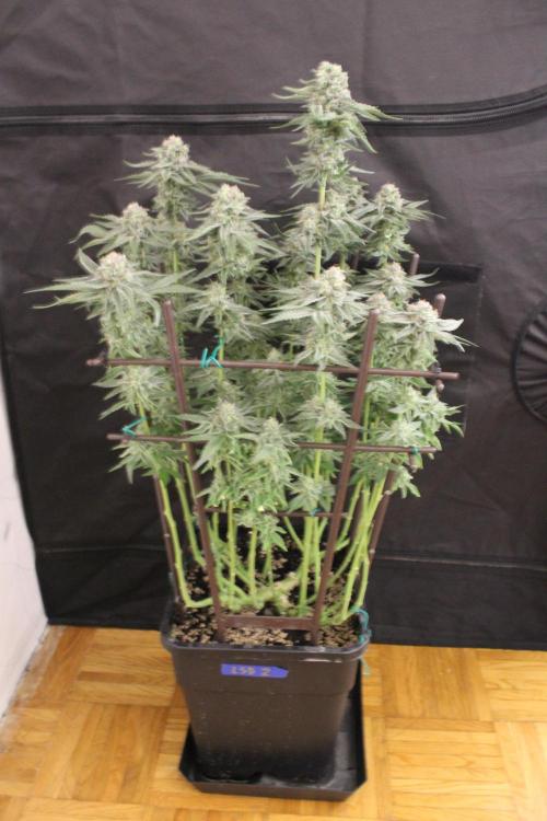 LSD - Barney's Farm. Week 12
