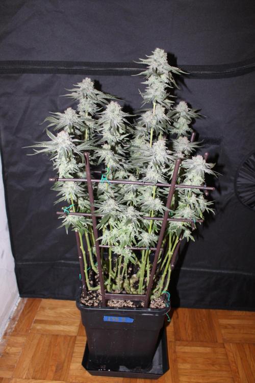 LSD - Barney's Farm. Week 12