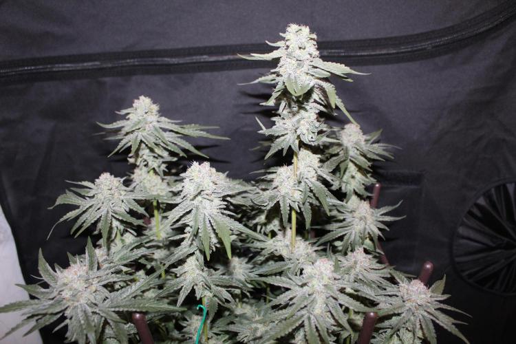 LSD - Barney's Farm. Week 12