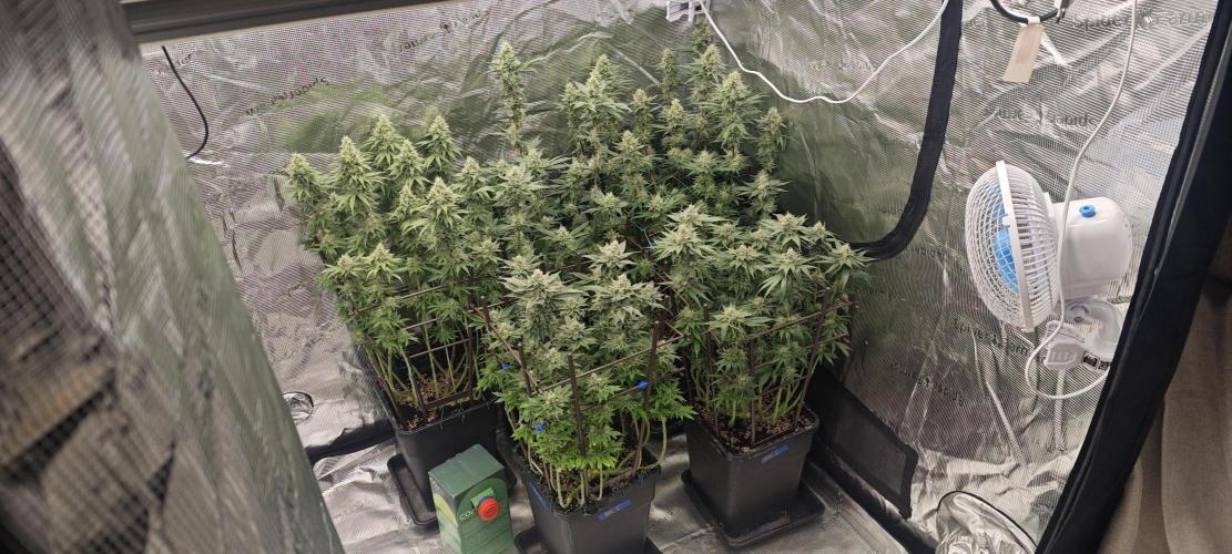 BUBBA KUSH - Barney's Farm. Week 12