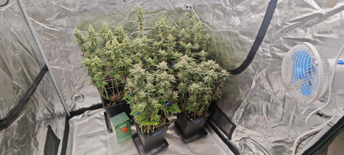 BUBBA KUSH - Barney's Farm. Week 12