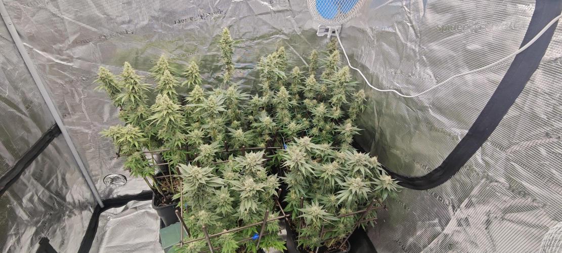 BUBBA KUSH - Barney's Farm. Week 12