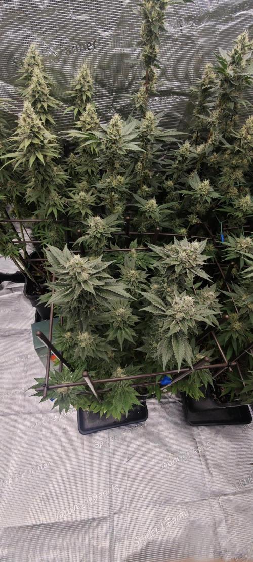 BUBBA KUSH - Barney's Farm. Week 12