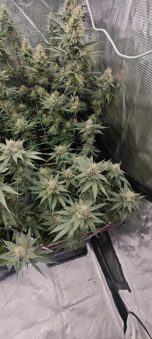 BUBBA KUSH - Barney's Farm. Week 12