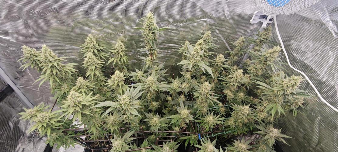 BUBBA KUSH - Barney's Farm. Week 12