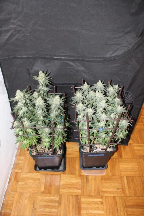 SUPER OG KUSH FAST - Pyramid Seeds. Week 12