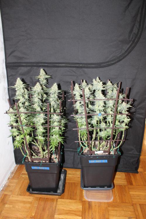 SUPER OG KUSH FAST - Pyramid Seeds. Week 12