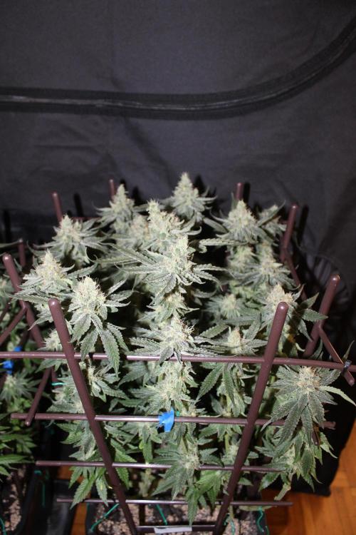 SUPER OG KUSH FAST - Pyramid Seeds. Week 12