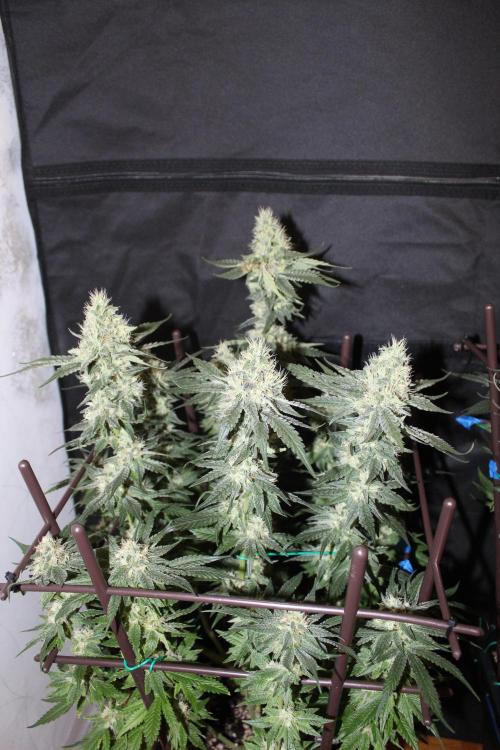 SUPER OG KUSH FAST - Pyramid Seeds. Week 12