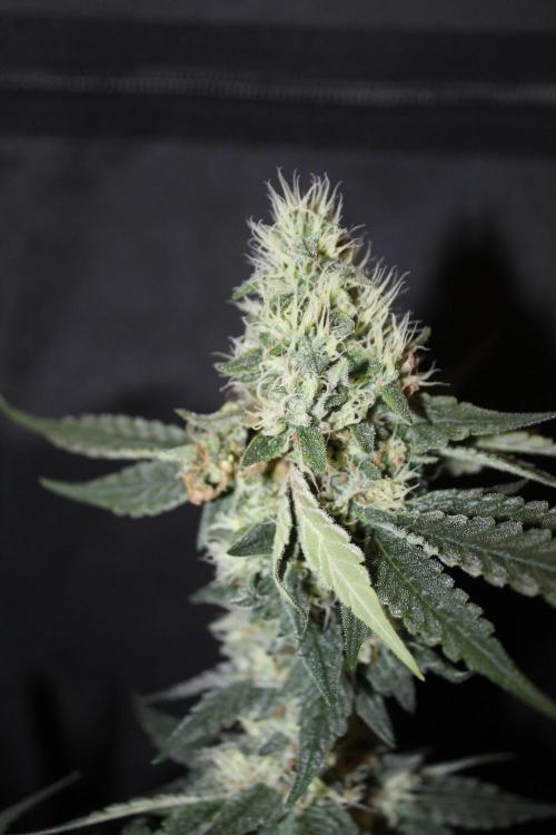 SUPER OG KUSH FAST - Pyramid Seeds. Week 12
