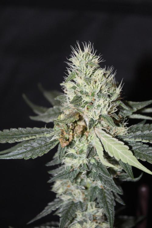 Super OG Kush Fast. Week 12