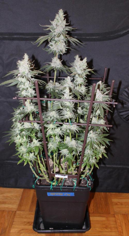 WEMBLEY X MENDOCINO Pyramid Seeds. Week 13