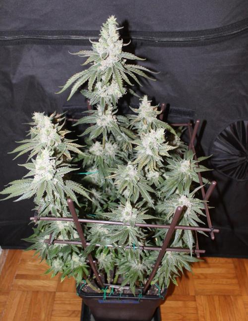 WEMBLEY X MENDOCINO Pyramid Seeds. Week 13
