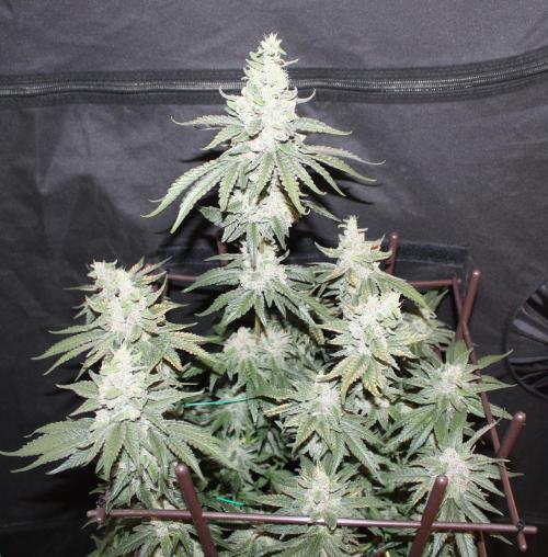 WEMBLEY X MENDOCINO Pyramid Seeds. Week 13