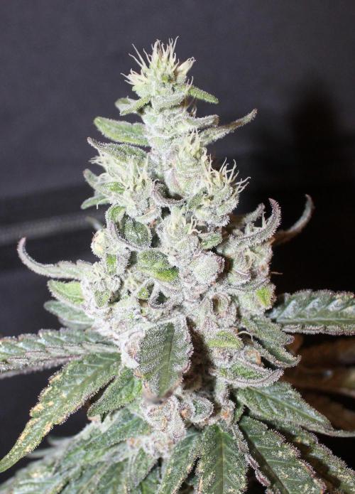 WEMBLEY X MENDOCINO Pyramid Seeds. Week 13