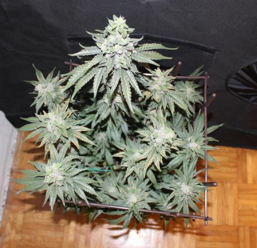 WEMBLEY X MENDOCINO Pyramid Seeds. Week 13