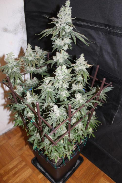 WEMBLEY X MENDOCINO Pyramid Seeds. Week 13