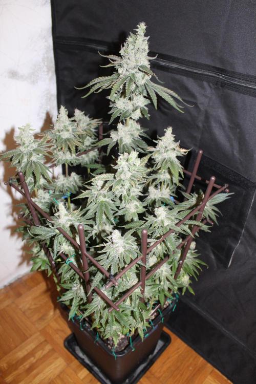 WEMBLEY X MENDOCINO Pyramid Seeds. Week 13