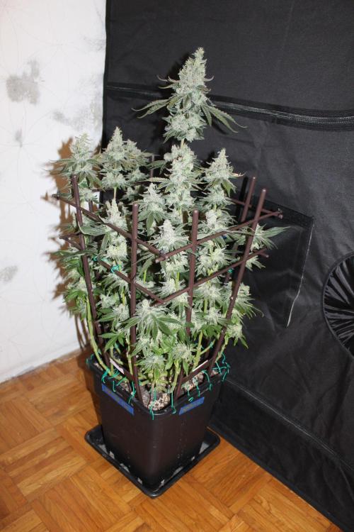 WEMBLEY X MENDOCINO Pyramid Seeds. Week 13