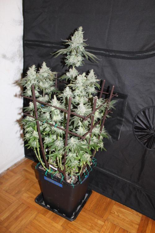 WEMBLEY X MENDOCINO Pyramid Seeds. Week 13