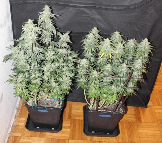 GORILLA ZKITTLEZ - Barney's Farm. Week 13