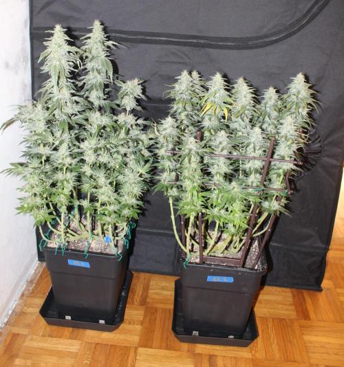 GORILLA ZKITTLEZ - Barney's Farm. Week 13