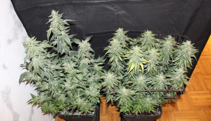 GORILLA ZKITTLEZ - Barney's Farm. Week 13